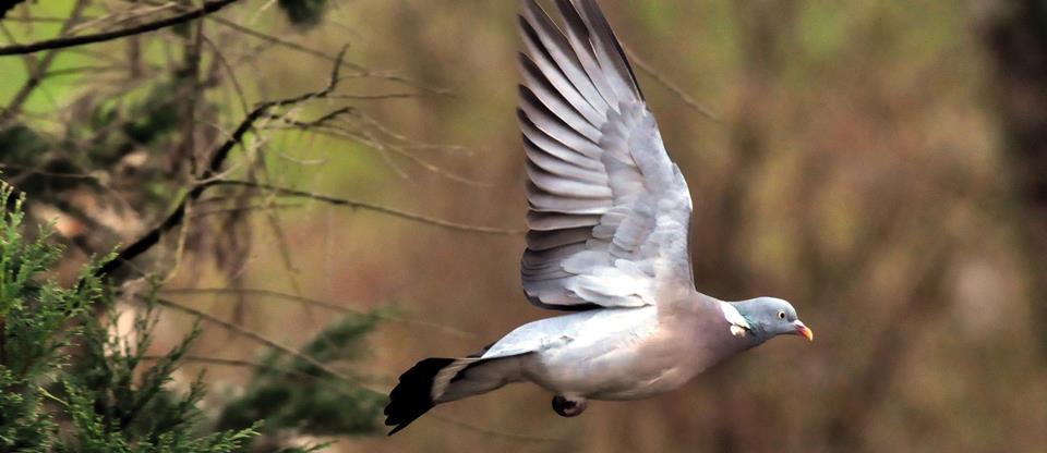 Venez visiter une authentique palombière à seulement 40 minutes de Bordeaux,Louchats,33125,Nouvelle-Aquitaine,France