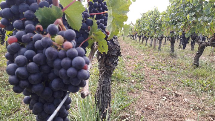 KRS Bordeaux Wine Tour and City Tour,Bordeaux,33370,Nouvelle-Aquitaine,France