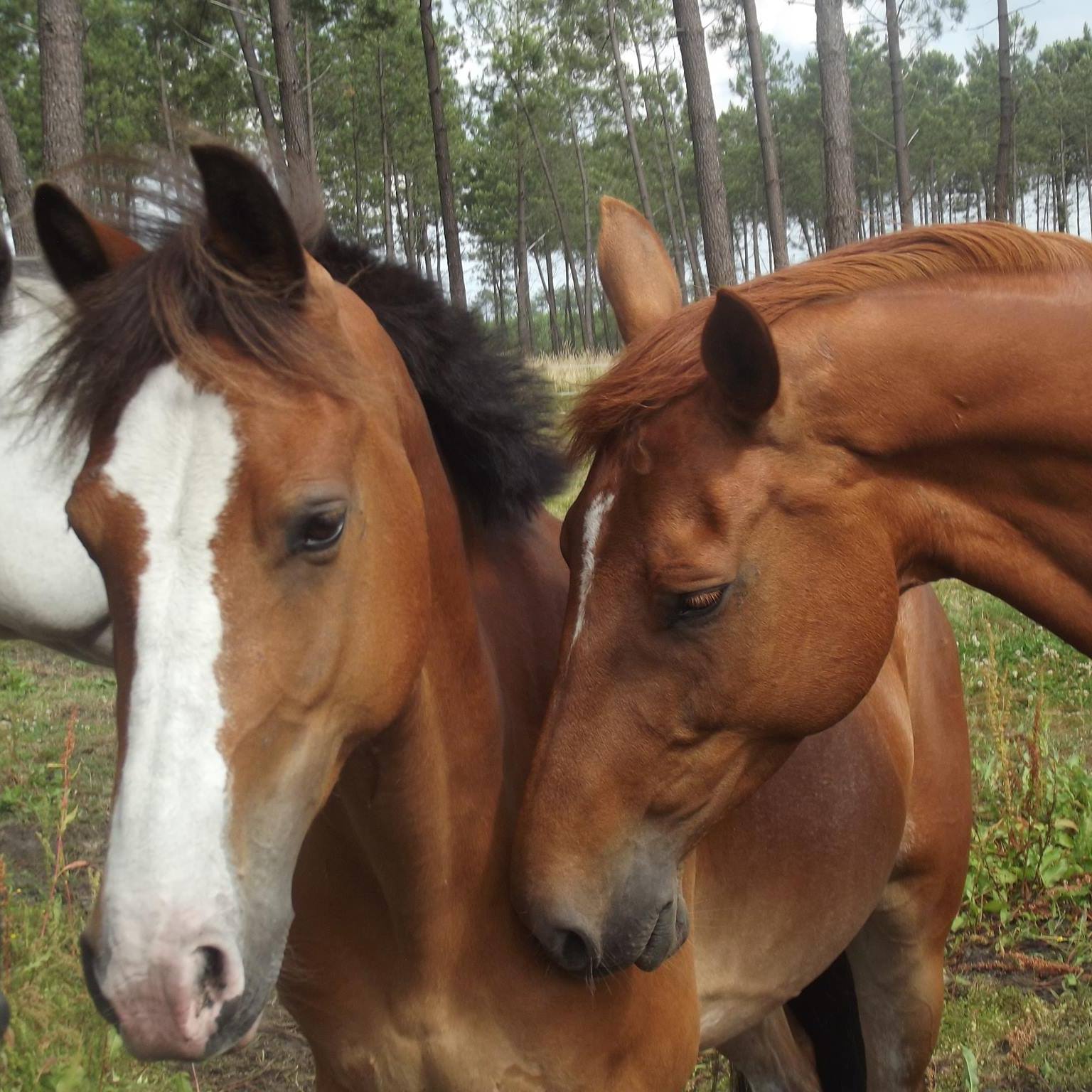 Structure équestre à Hostens situé dans le Sud de la Gironde,Hostens,33125,Nouvelle-Aquitaine,France