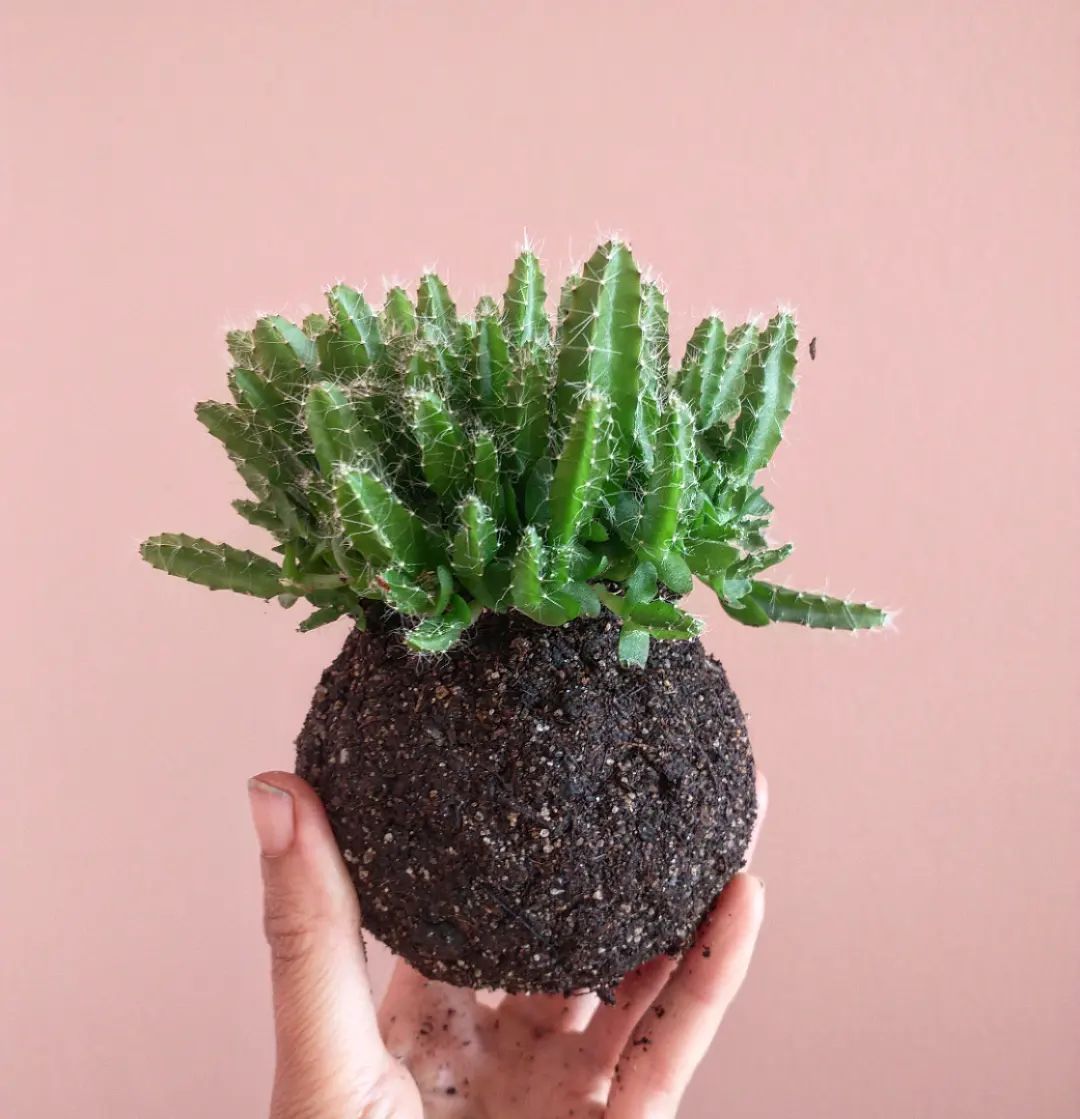 Ateliers de création de Kokedamas artisanaux.,Bordeaux,33100,Nouvelle-Aquitaine,France