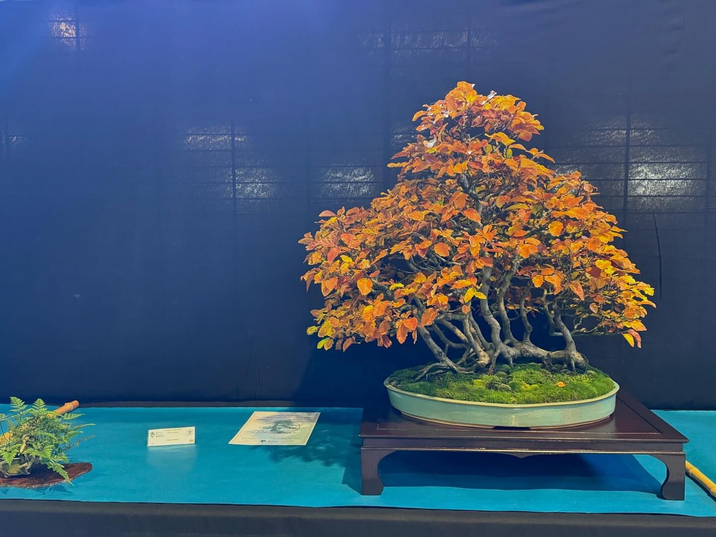 Un paysagiste d'intérieur et d'extérieur et spécialisé dans la culture des bonsaïs,Beautiran,33640,Nouvelle-Aquitaine,France