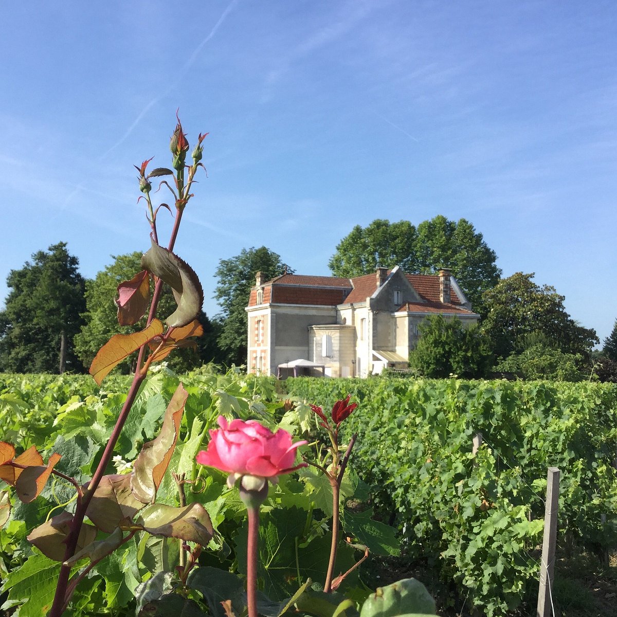 Château Cantenac,Saint-Émilion,33330,Nouvelle-Aquitaine,France