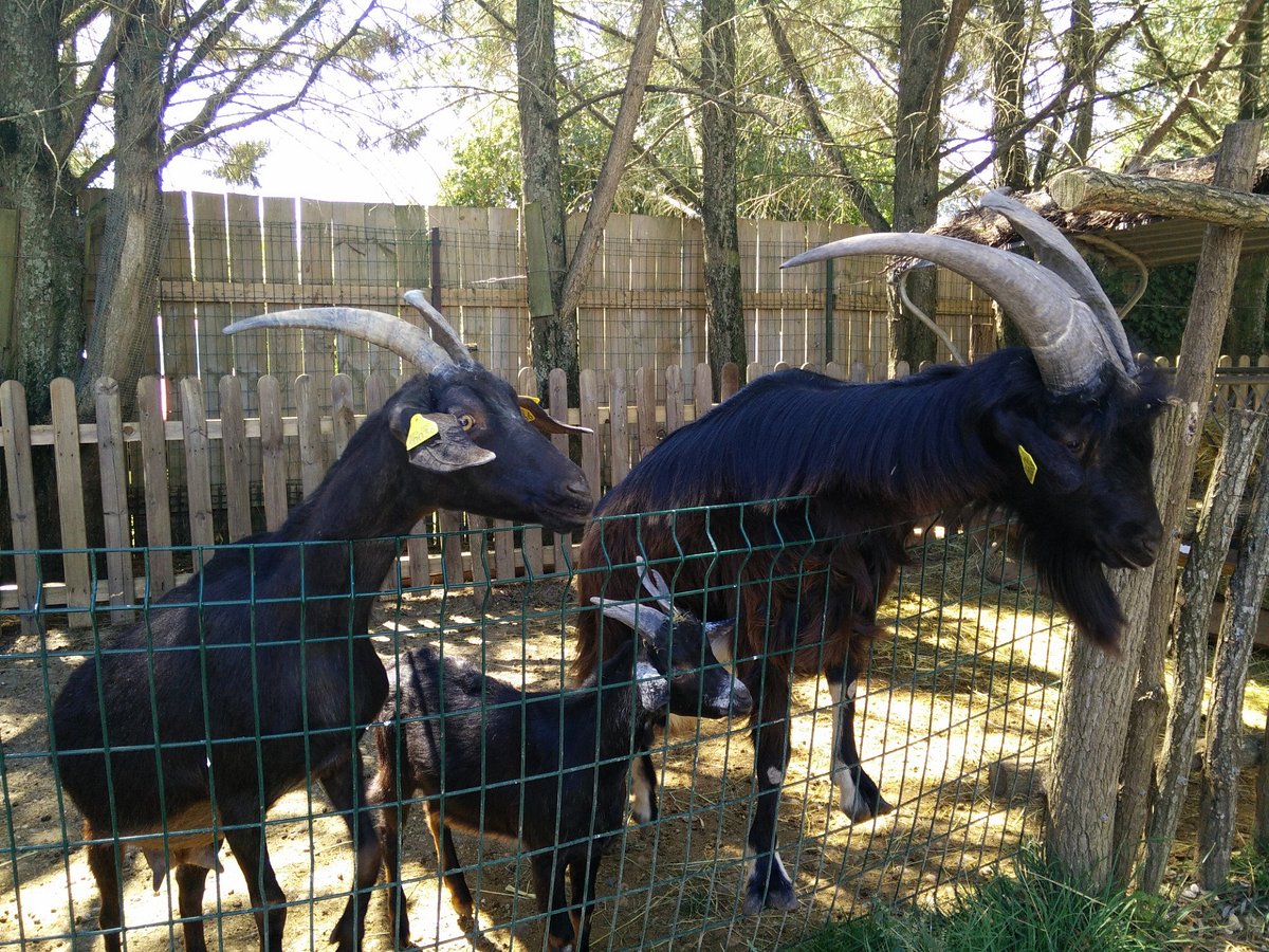 Découvrez la magie de la faune : un voyage inoubliable à travers la nature et ses merveilles !,Cadaujac,33140,Nouvelle-Aquitaine,France