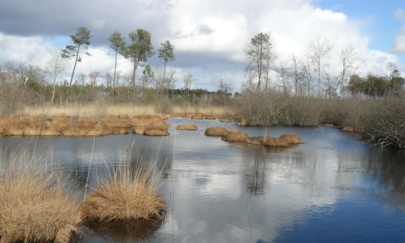 LAGUNES DU GÂT MORT,Louchats,33125,Nouvelle-Aquitaine,France