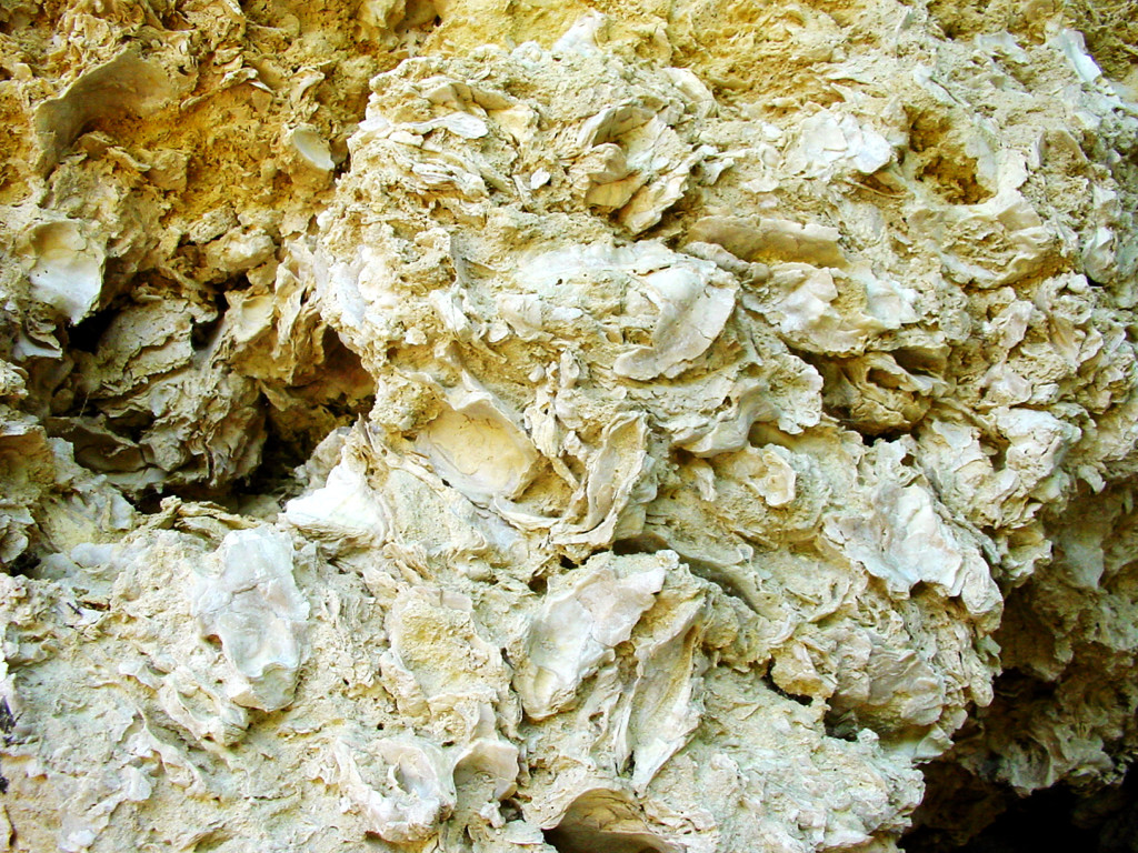 Les falaises d'huîtres fossilisées,Sainte-Croix-du-Mont,33410,Nouvelle-Aquitaine,France