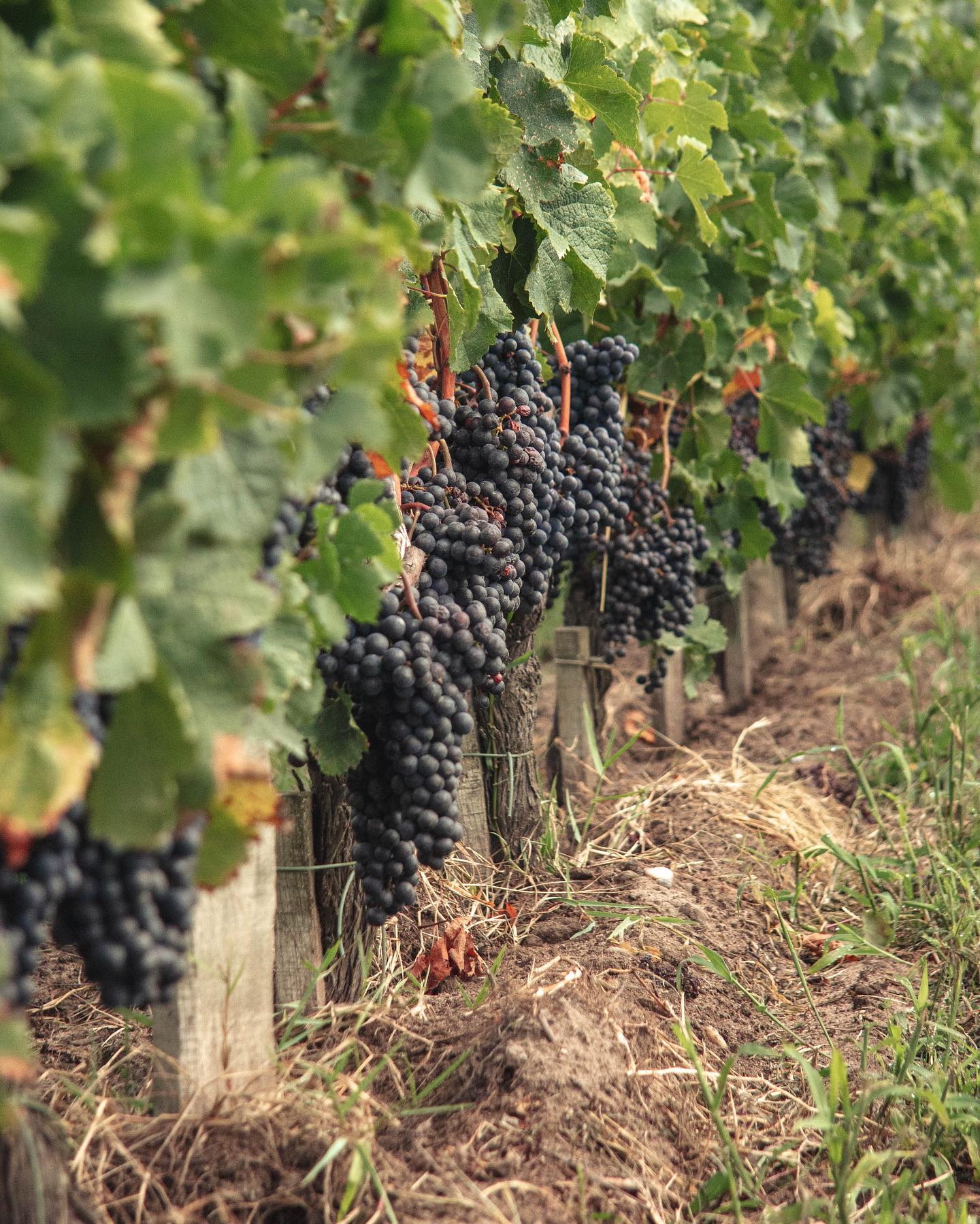 Rustic Vines,Bordeaux,33000,Nouvelle-Aquitaine,France