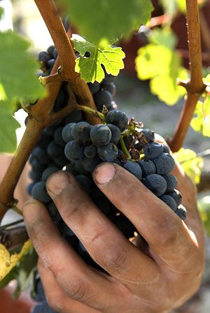 Rendez-vous Au Chateau,Bordeaux,33300,Nouvelle-Aquitaine,France