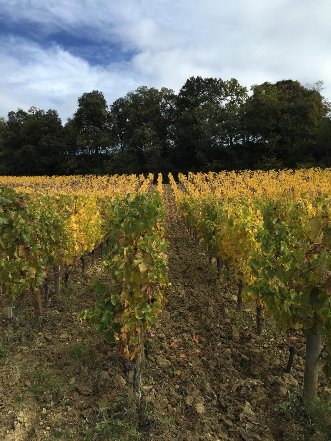 Château Fonplégade,Saint-Émilion,33330,Nouvelle-Aquitaine,France