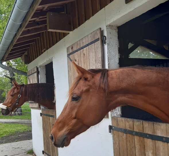 Un espace de bonheur pour les chevaux et les cavaliers,Louchats,33125,Nouvelle-Aquitaine,France
