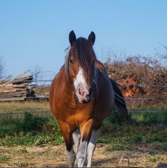 Structure équestre à Hostens situé dans le Sud de la Gironde,Hostens,33125,Nouvelle-Aquitaine,France