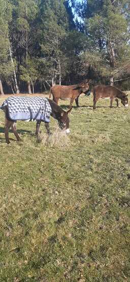 Production de lait d'ânesse et de produits dérivés naturels.,Gans,33430,Nouvelle-Aquitaine,France