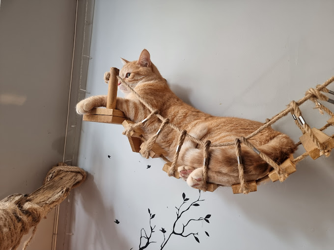 LES CHATS TOUILLEURS,Bordeaux,33000,Nouvelle-Aquitaine,France