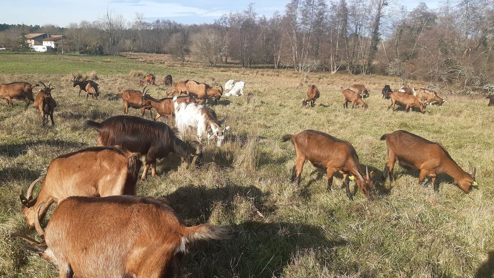 Elevage de chèvres de plein air,Noaillan,33730,Nouvelle-Aquitaine,France