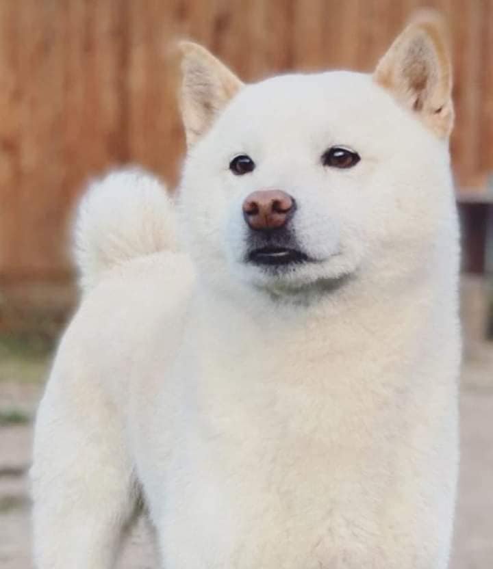 Mush Gironde Balades en chiens de traineau,Budos,33720,Nouvelle-Aquitaine,France