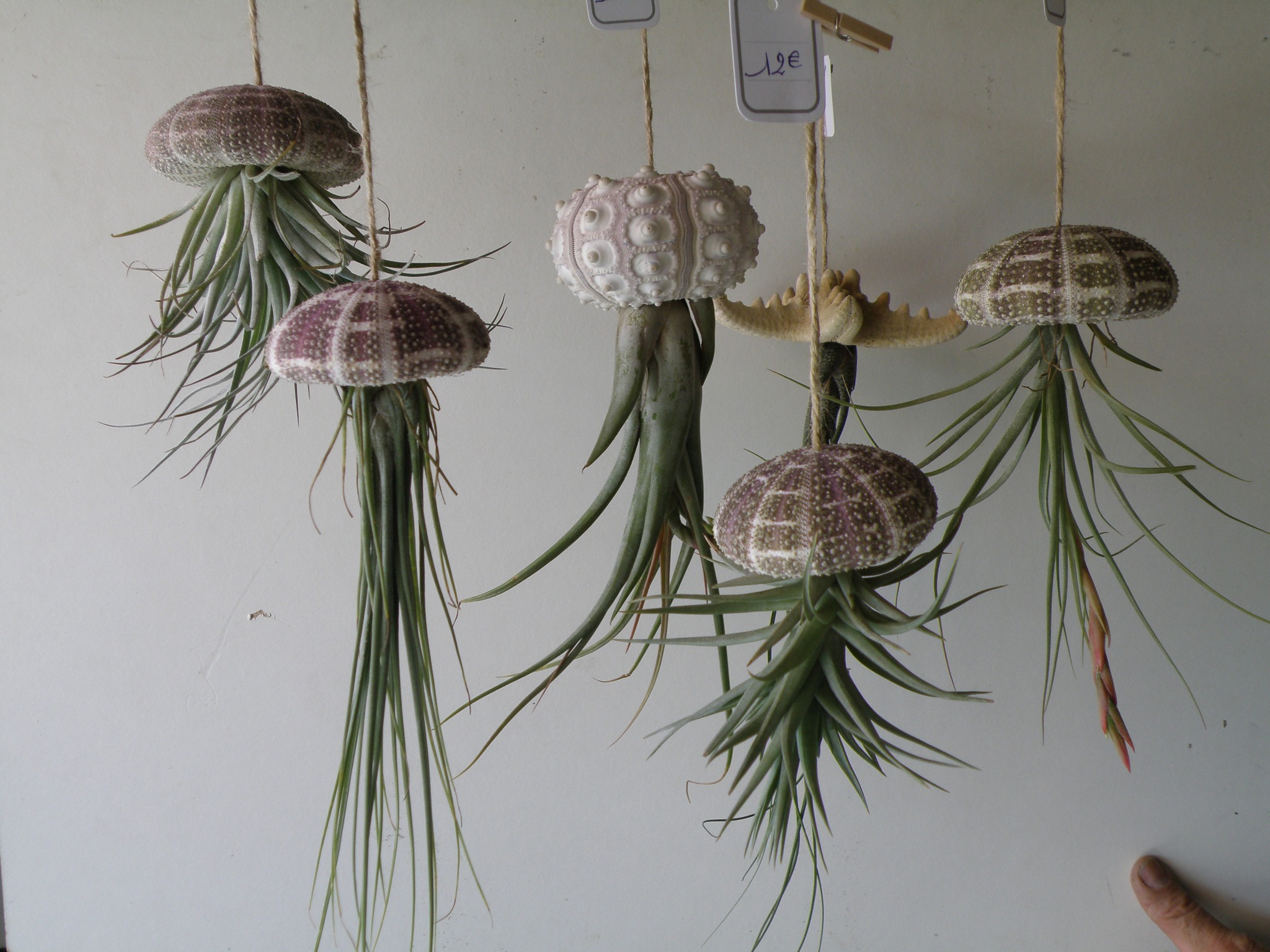 Une boutique de reproduction et vente de cactus et plantes grasses,Vertheuil,33180,Nouvelle-Aquitaine,France