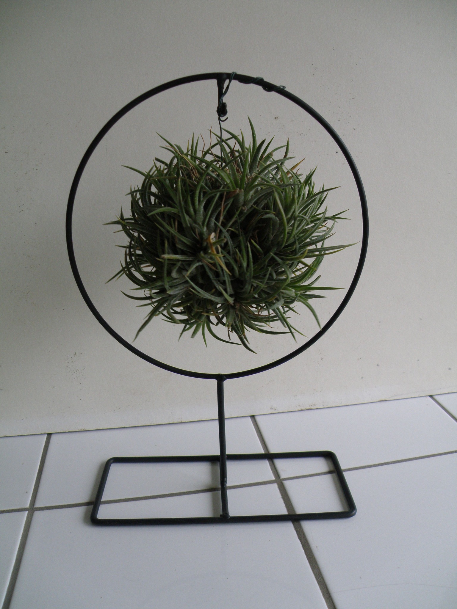 Une boutique de reproduction et vente de cactus et plantes grasses,Vertheuil,33180,Nouvelle-Aquitaine,France