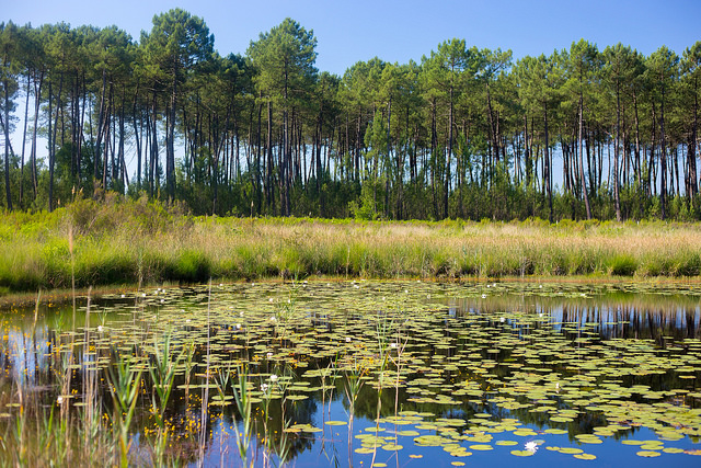 LAGUNES DU GÂT MORT,Louchats,33125,Nouvelle-Aquitaine,France