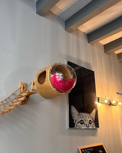 LES CHATS TOUILLEURS,Bordeaux,33000,Nouvelle-Aquitaine,France