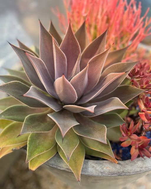 Ateliers de création de Kokedamas artisanaux.,Bordeaux,33100,Nouvelle-Aquitaine,France