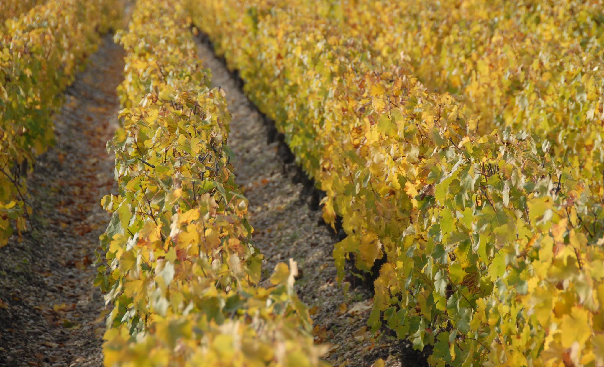 CHÂTEAU LE CROCK,Saint-Estèphe,33180,Nouvelle-Aquitaine,France