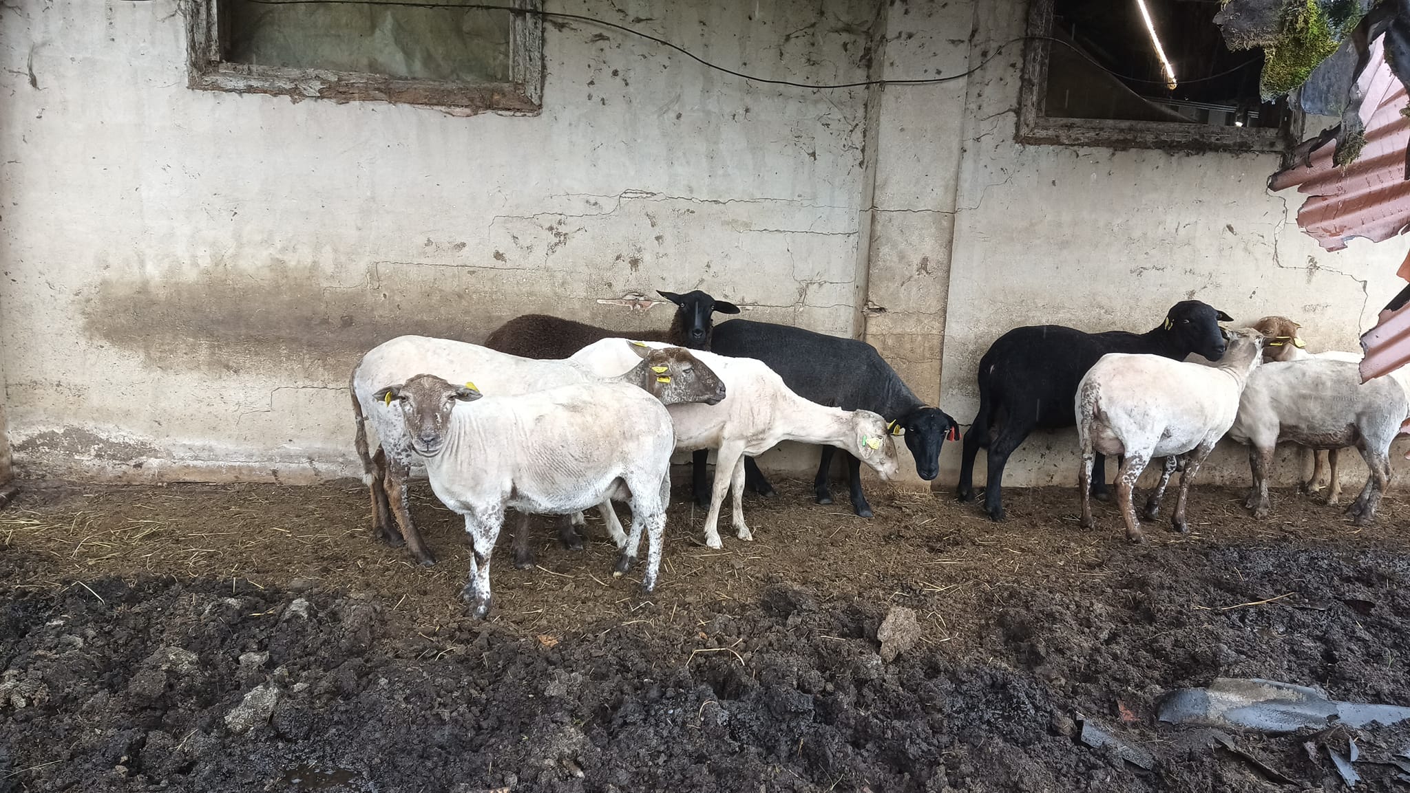 Elevage de chèvres de plein air,Noaillan,33730,Nouvelle-Aquitaine,France