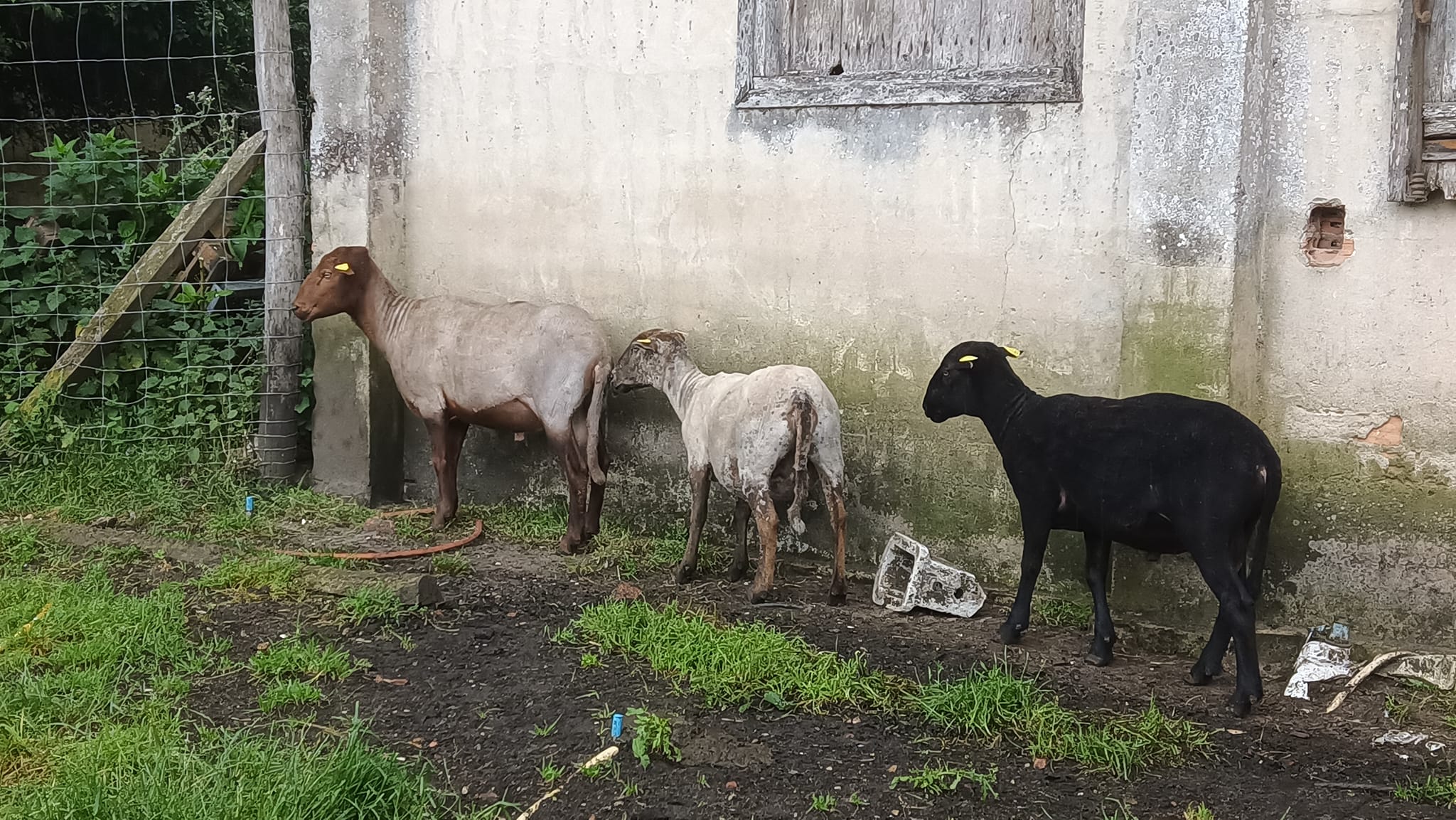 Venez déguster le fromage de chèvre ornés de délicieuses fleurs fruitées.,Noaillan,33730,Nouvelle-Aquitaine,France
