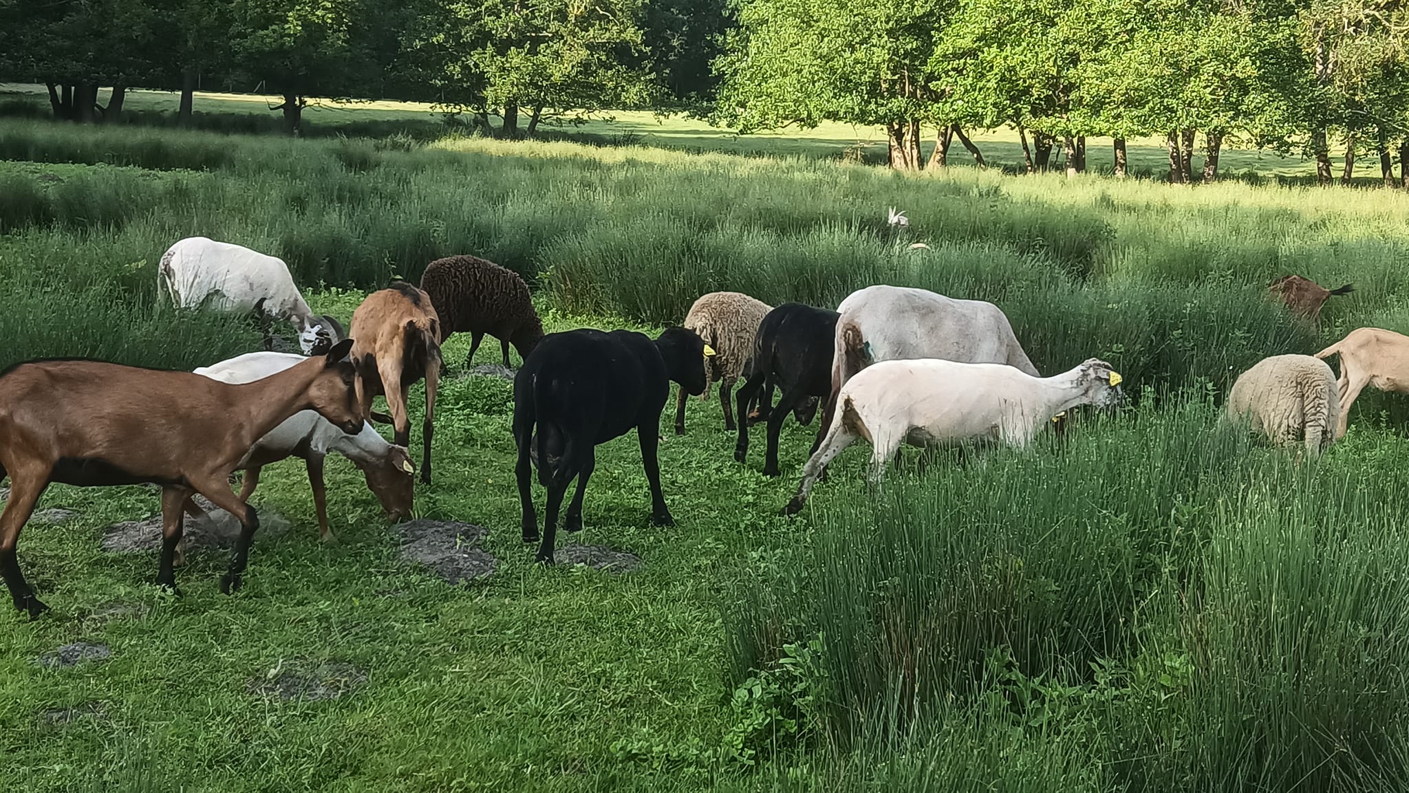 Venez déguster le fromage de chèvre ornés de délicieuses fleurs fruitées.,Noaillan,33730,Nouvelle-Aquitaine,France