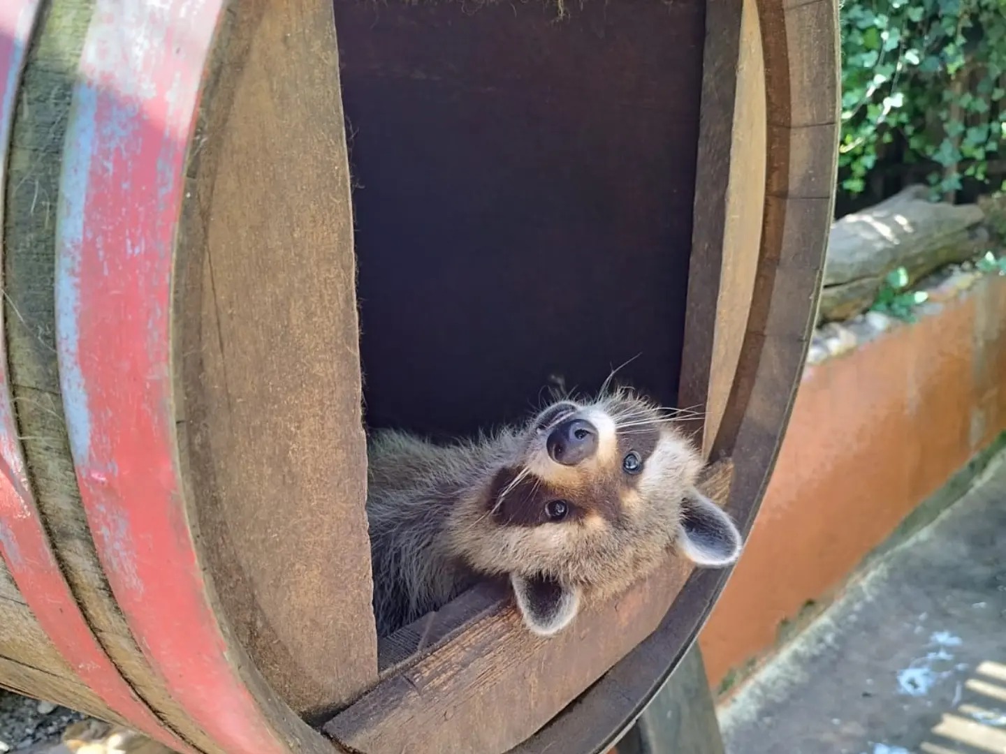 Découvrez la magie de la faune : un voyage inoubliable à travers la nature et ses merveilles !,Cadaujac,33140,Nouvelle-Aquitaine,France