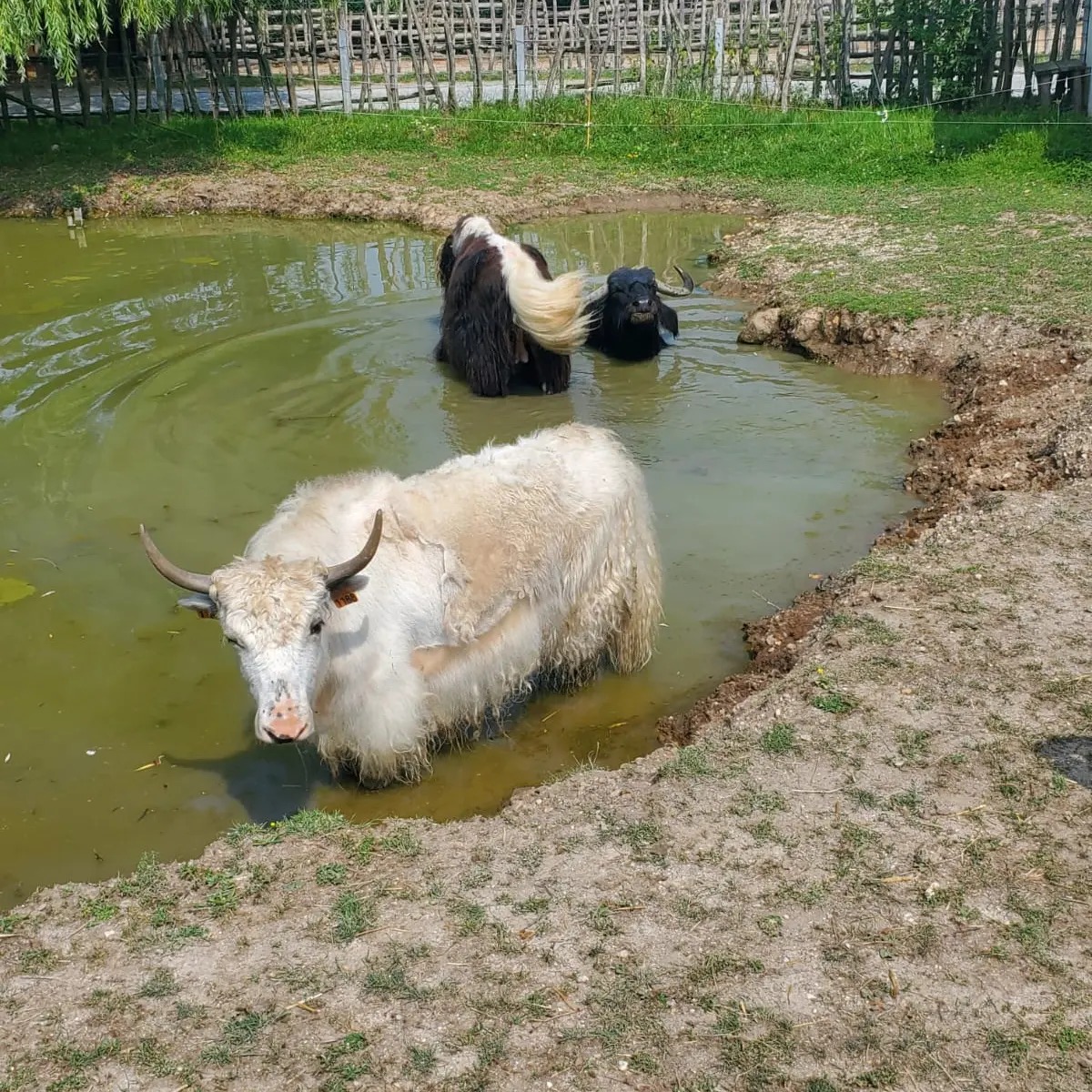 Découvrez la magie de la faune : un voyage inoubliable à travers la nature et ses merveilles !,Cadaujac,33140,Nouvelle-Aquitaine,France