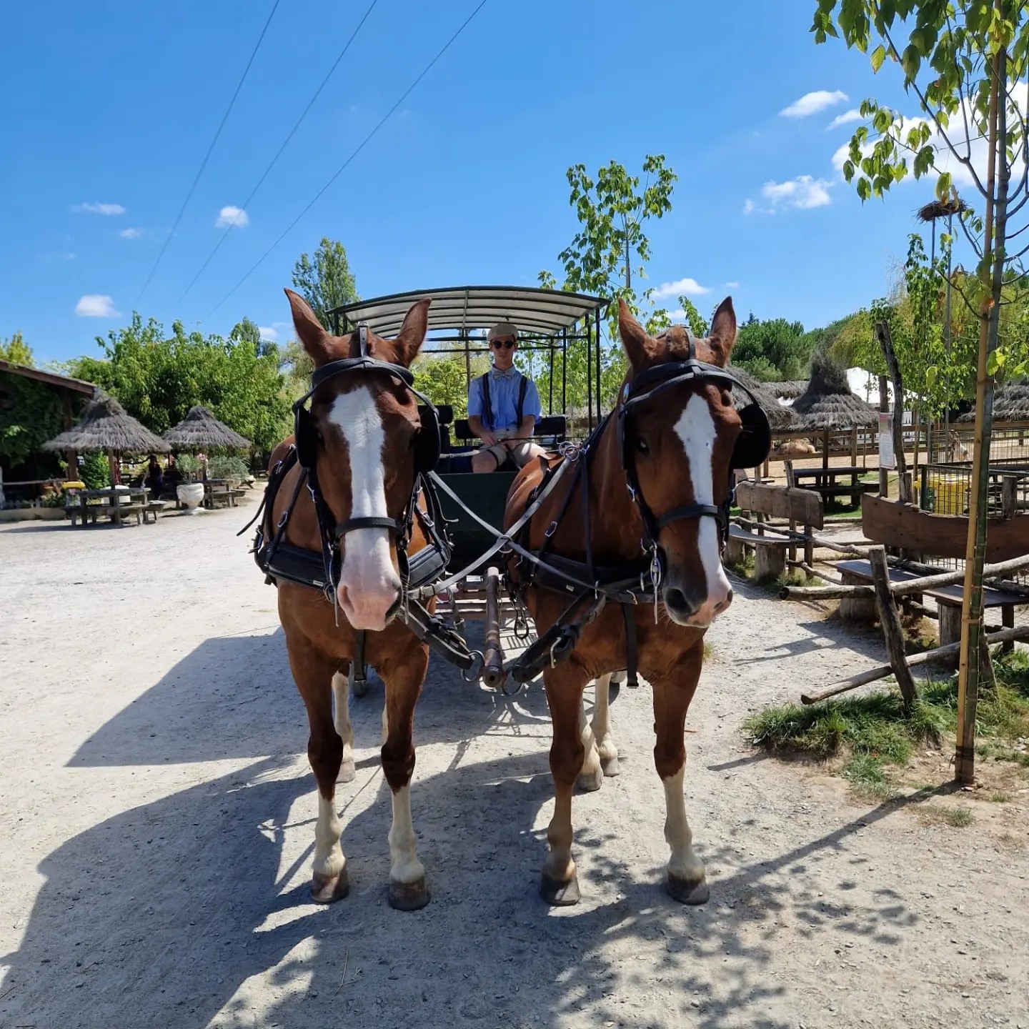 Découvrez la magie de la faune : un voyage inoubliable à travers la nature et ses merveilles !,Cadaujac,33140,Nouvelle-Aquitaine,France