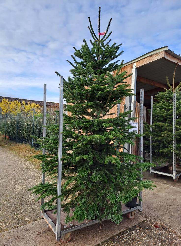 un jardinier paysagiste de l'agencement paysager!,Rauzan,33420,Nouvelle-Aquitaine,France