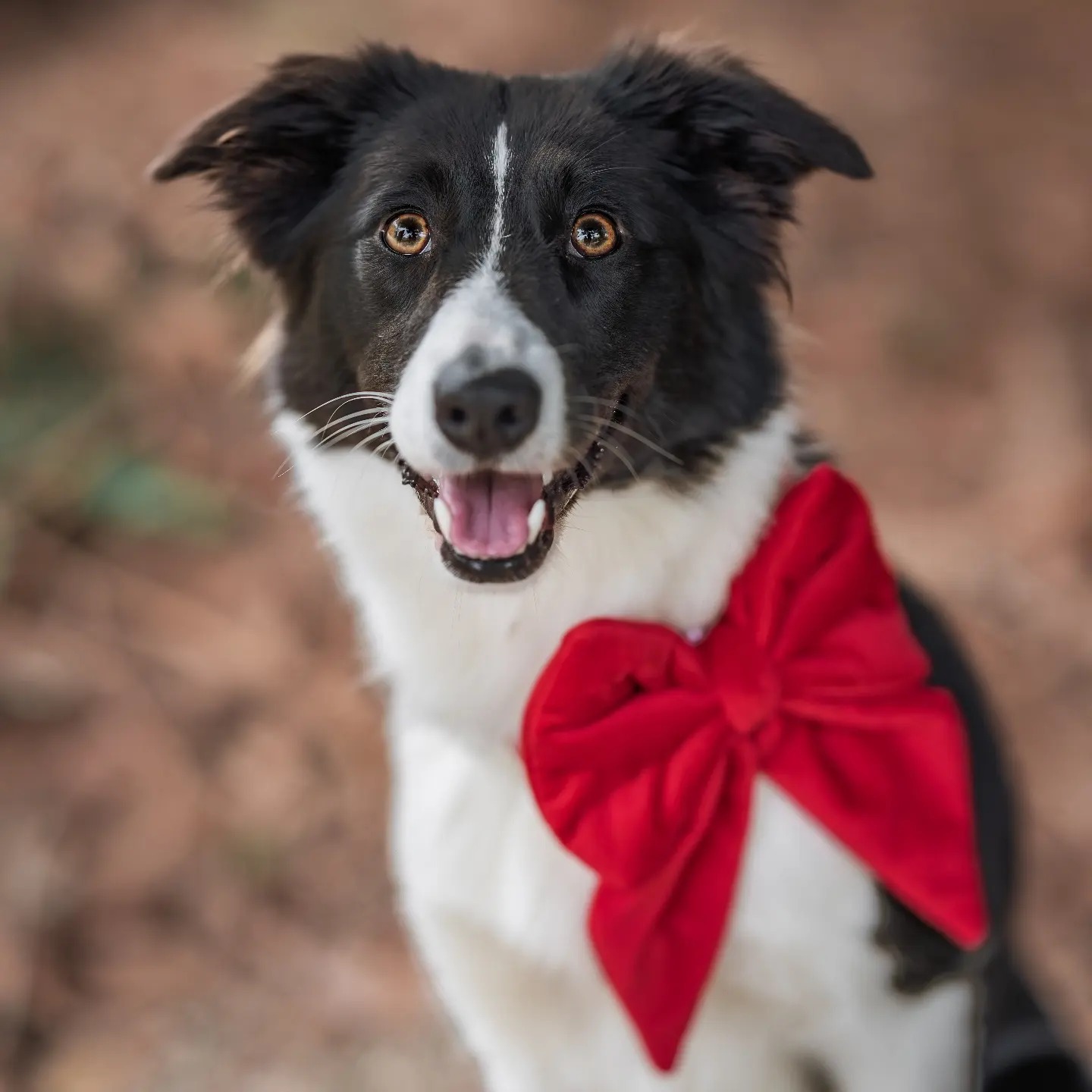 Création d'accessoires originaux et moderne, personnalisable pour chiens et chats.,Périssac,33240,Nouvelle-Aquitaine,France
