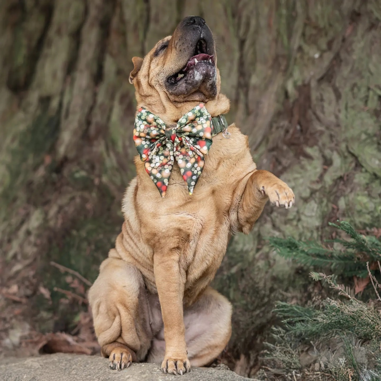 Création d'accessoires originaux et moderne, personnalisable pour chiens et chats.,Périssac,33240,Nouvelle-Aquitaine,France