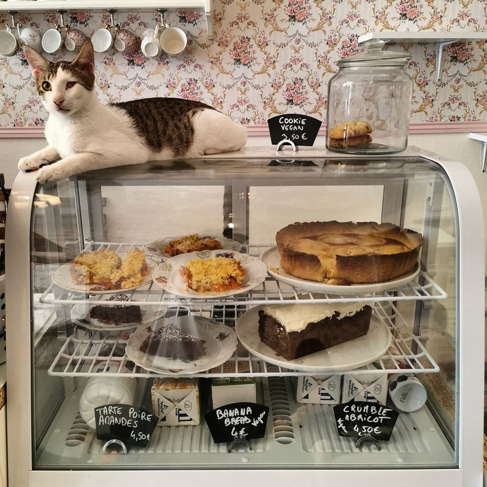 Les Ronrons Des Chartrons - Café à chats,Bordeaux,33300,Nouvelle-Aquitaine,France