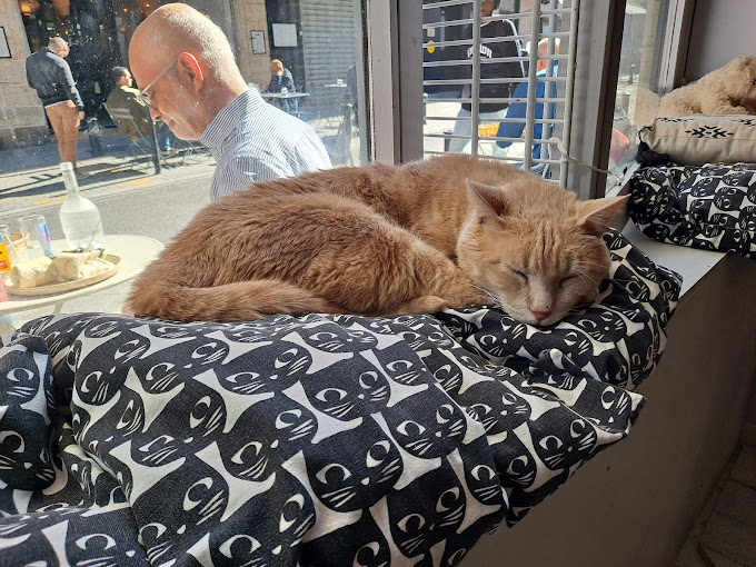 LES CHATS TOUILLEURS,Bordeaux,33000,Nouvelle-Aquitaine,France