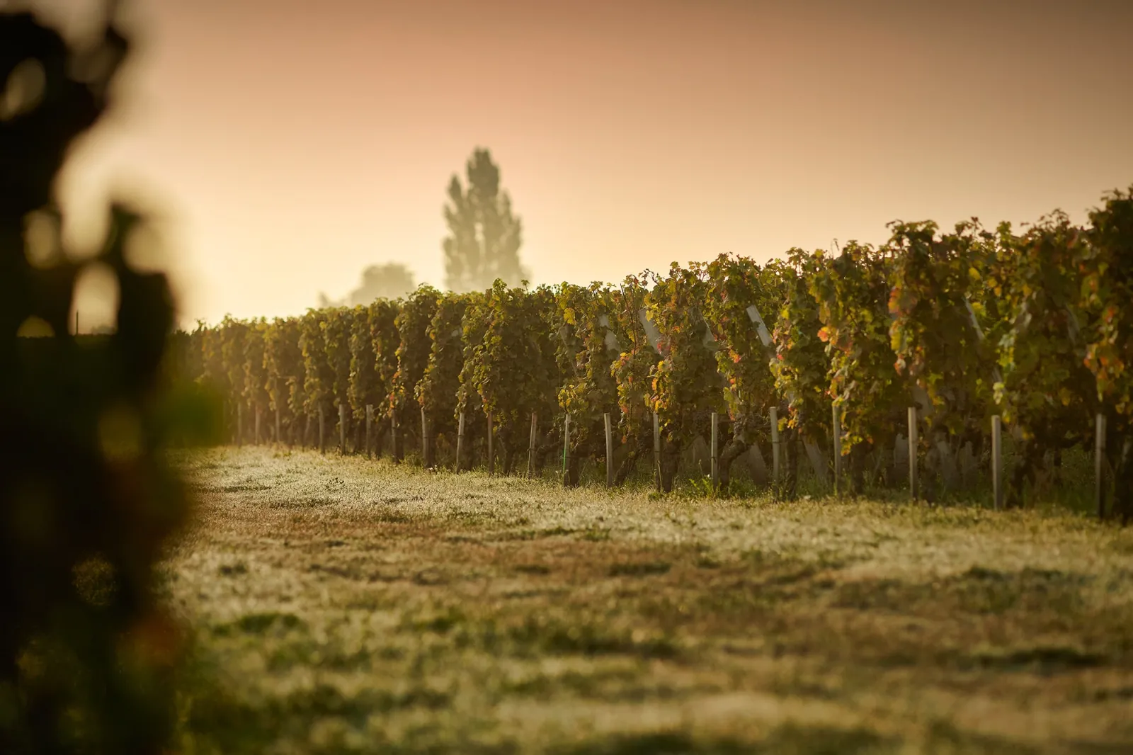 CHÂTEAU CHAUVIN,Saint-Émilion,33330,Nouvelle-Aquitaine,France