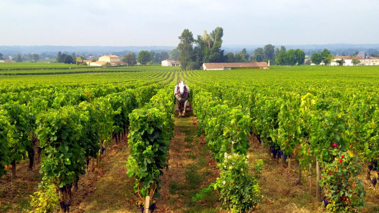 BORDEAUX BIKE EXPERIENCE - BALADES À VÉLO,Bordeaux,33000,Nouvelle-Aquitaine,France