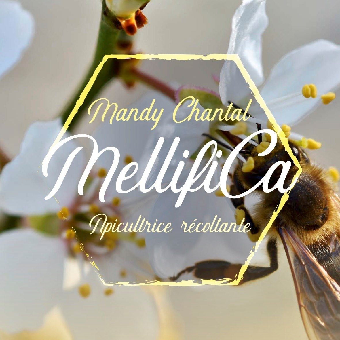 Formation et installations de ruchers chez des particuliers et professionnels,Saint-Martin-de-Lerm,33540,Nouvelle-Aquitaine,France