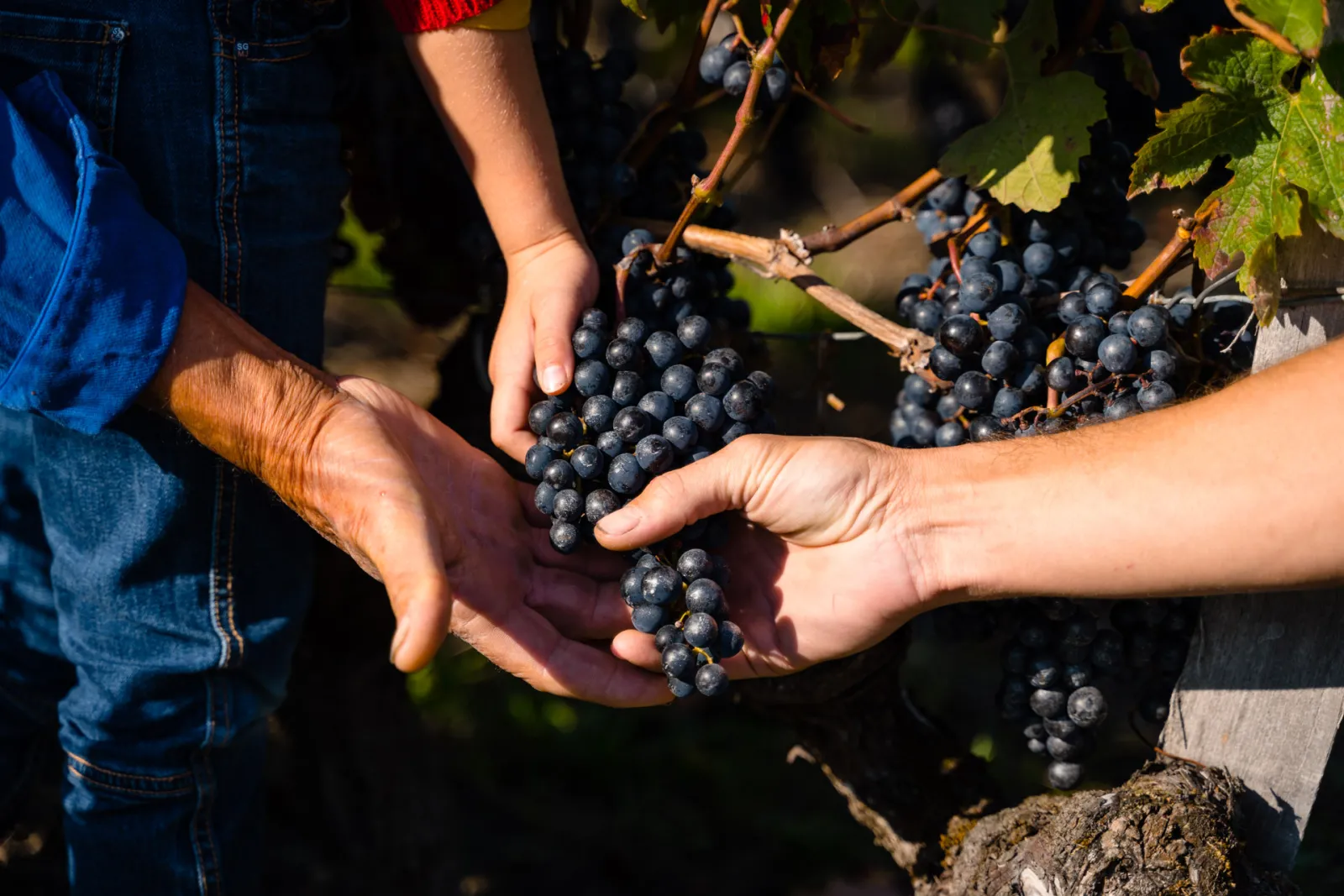 LES VIGNERONS D'UNI-MÉDOC,Gaillan-en-Médoc,33340,Nouvelle-Aquitaine,France