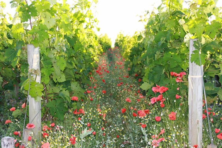 KRS Bordeaux Wine Tour and City Tour,Bordeaux,33370,Nouvelle-Aquitaine,France