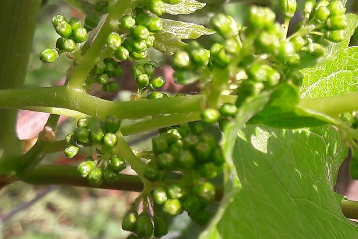 KRS Bordeaux Wine Tour and City Tour,Bordeaux,33370,Nouvelle-Aquitaine,France