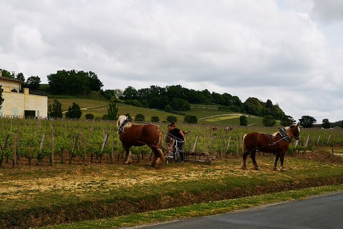 Visite d'une demi-journée au départ de Bordeaux à St-Émilion,Bordeaux,33000,Nouvelle-Aquitaine,France