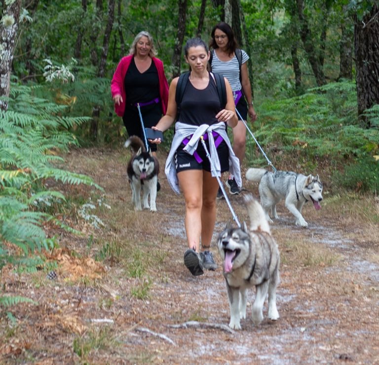 Mush Gironde Balades en chiens de traineau,Budos,33720,Nouvelle-Aquitaine,France