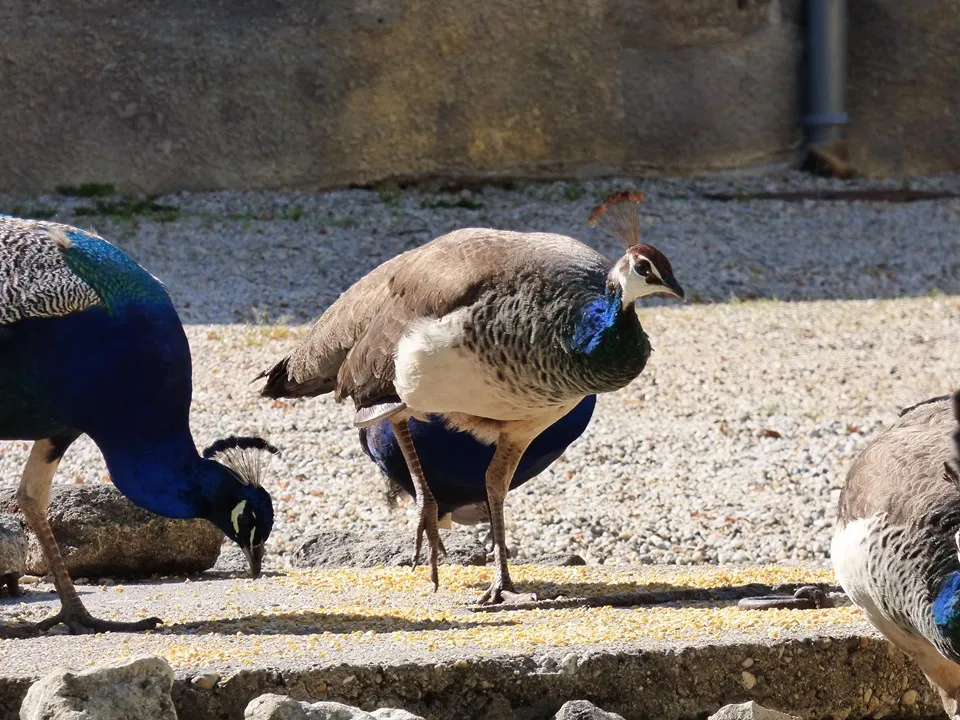CHÂTEAU CITRAN,Avensan,33480,Nouvelle-Aquitaine,France