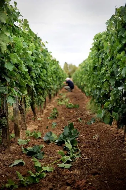 CHÂTEAU SOUTARD,Saint-Émilion,33330,Nouvelle-Aquitaine,France