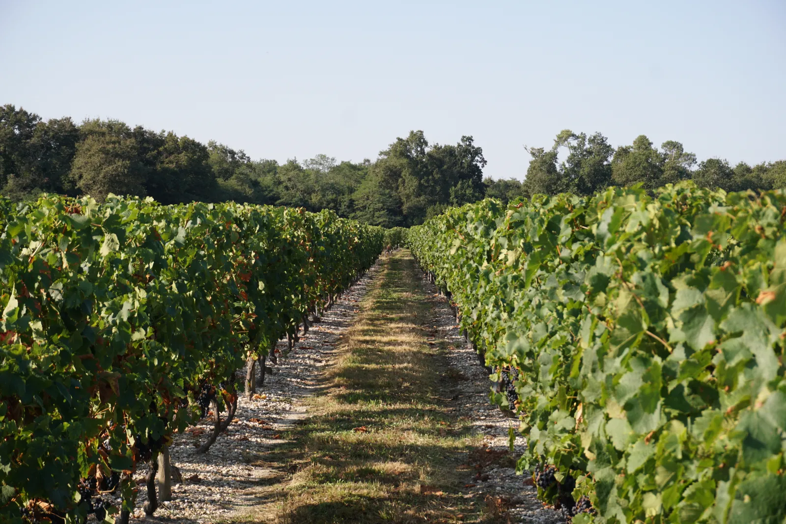 LES VIGNERONS D'UNI-MÉDOC,Gaillan-en-Médoc,33340,Nouvelle-Aquitaine,France