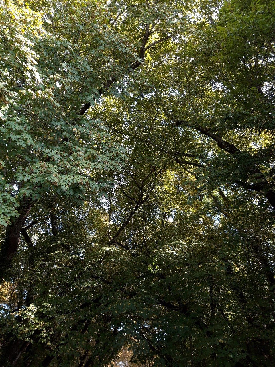 Chateau du Grand Puch,Saint-Germain-du-Puch,33750,Nouvelle-Aquitaine,France