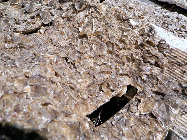 Maison de lHuître,Gujan-Mestras,33470,Nouvelle-Aquitaine,France