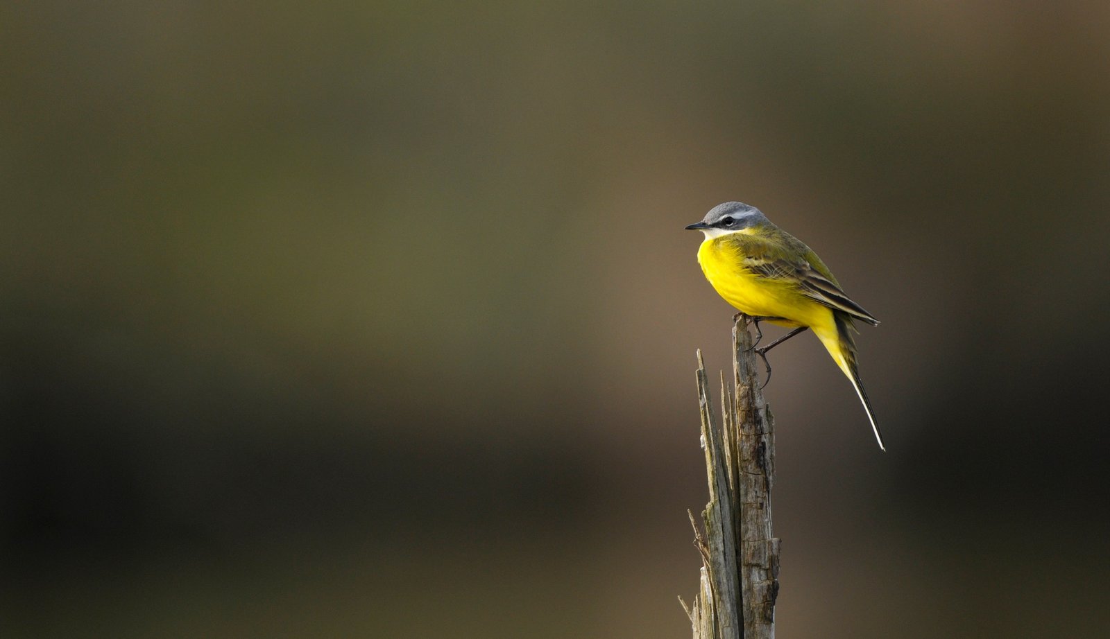 le Parc Ornithologique du Teich,Le Teich,33470,Nouvelle-Aquitaine,France