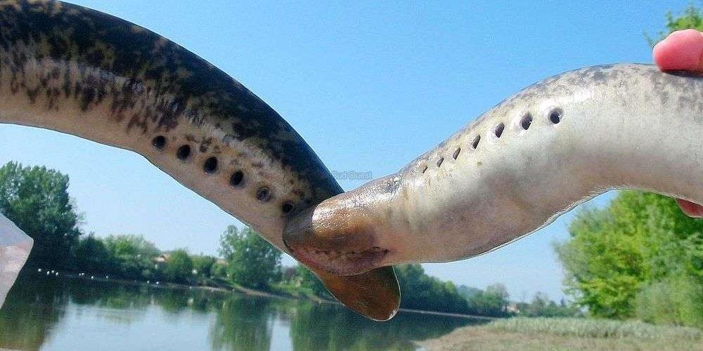 Lamproie dans le sang,Arveyres,33500,Nouvelle-Aquitaine,France